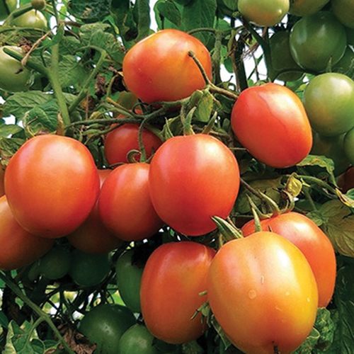 F1 HYBRID TOMATO RED JEWEL